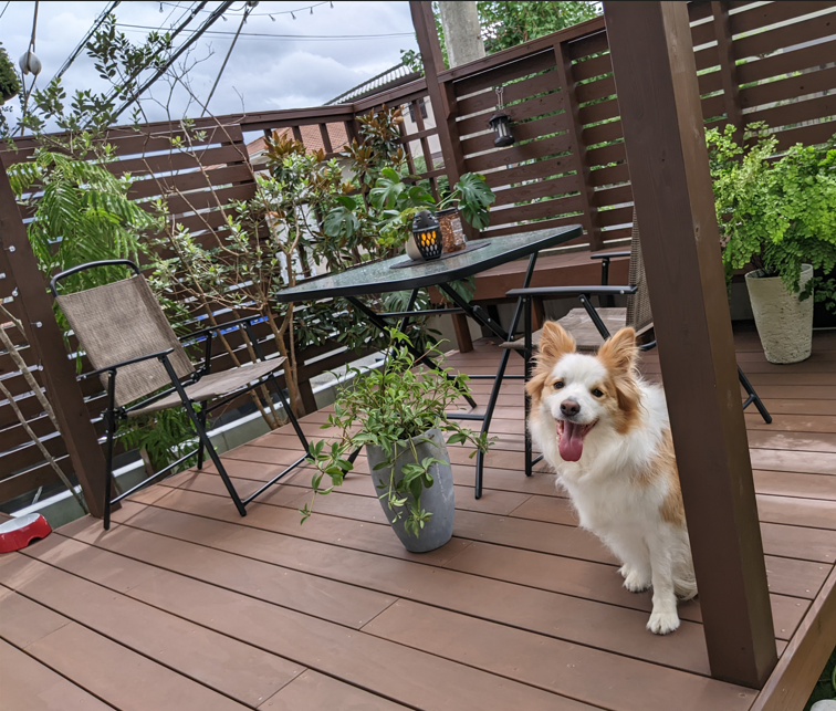 愛犬と駆け廻る庭