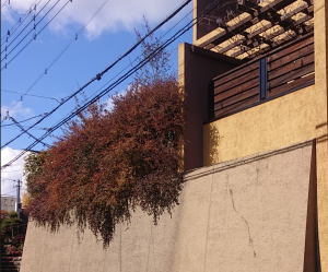 大きくなりすぎて管理しずらいトキワマンサク