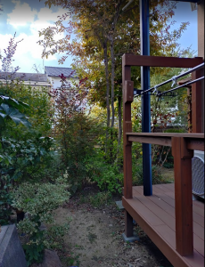 アカシア、シマトネリコ、ジュンベリー、トキワマンサク、松剪定