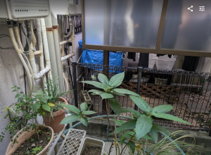 裏庭を洗濯干しのバックヤードへとかえる