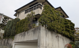 コニファーの伐根　西宮市