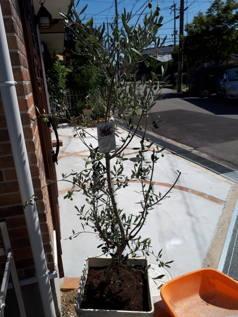 植物植え込み　　　　箕面市