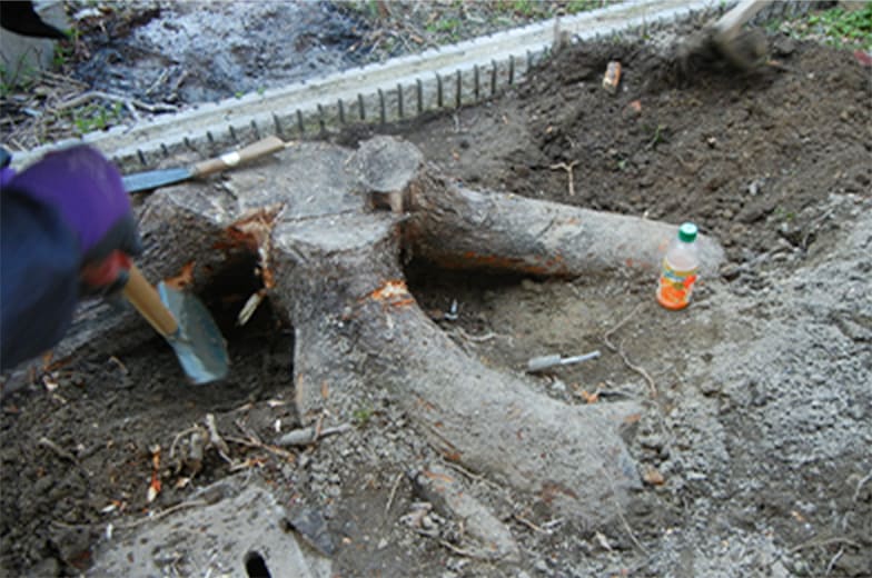 大木になった木の処分のため根の処理に苦労した。